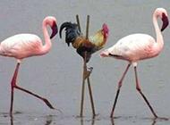 ����Ц�Ĳ����ֺ��Ķ�ʮ����ͼ��001��