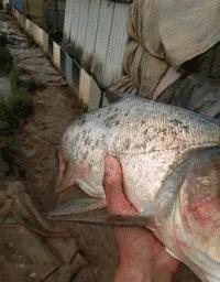 ����Ц����Ķ�ʮ��ͼ��003��