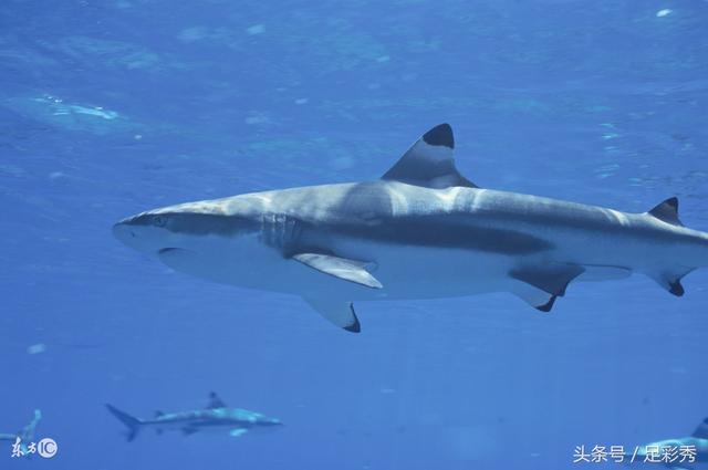 ʢ�����͸17109��Ԥ�⣺5+2�������ͬ�����ʣ�