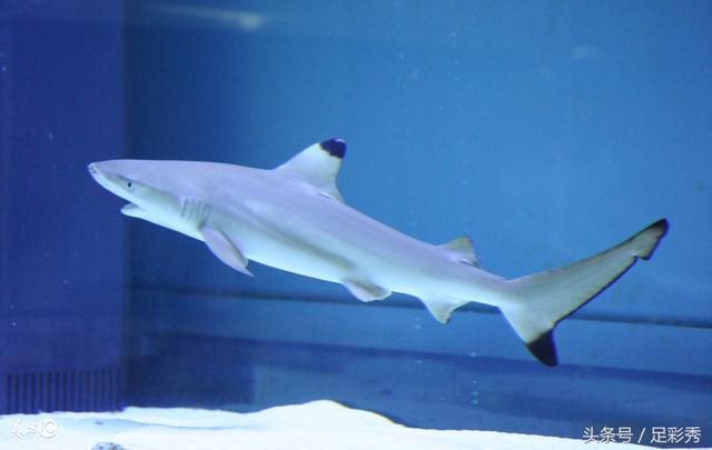 ˫ɫ��2017109�ڣ���ע6+1�ܴ�����漣��