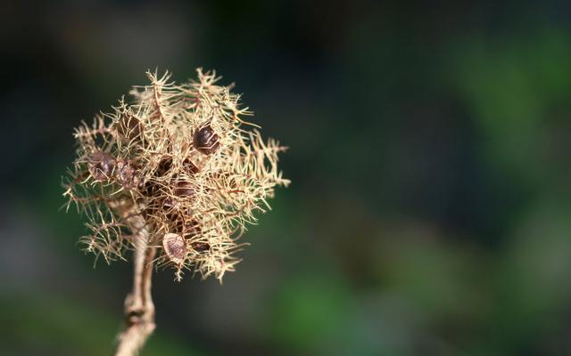 ����������Ҫ����