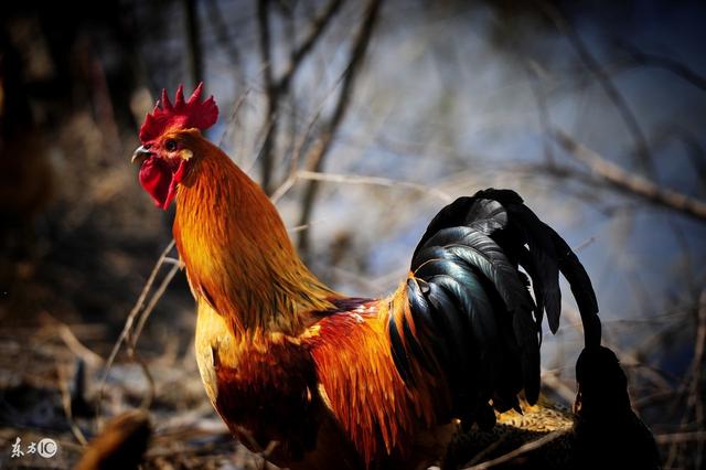 ��������������28������ϲ�ڼ��ſڣ���ӭ�ӣ�������Ҫ��ʮ��