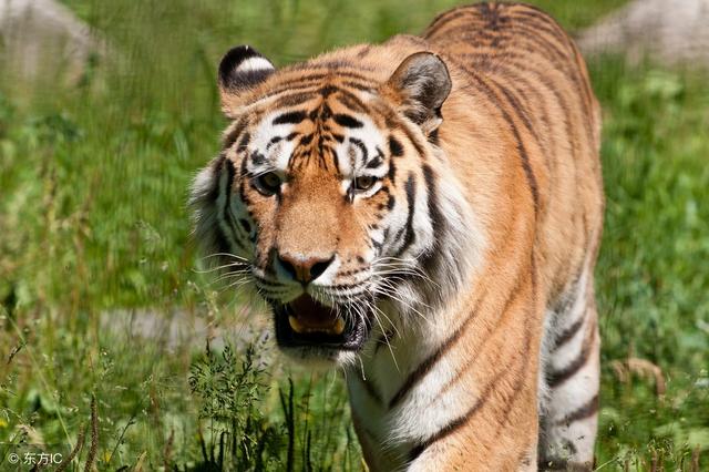 ��ϲ��ϲ��ϲ�����𻢣�2.8�ţ����С�˫ϲ�����ţ����