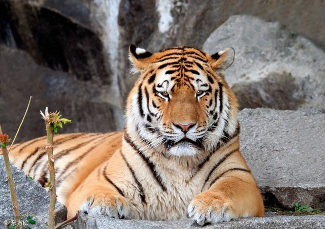 ��ϲ��ϲ��ϲ�����𻢣�2.8�ţ����С�˫ϲ�����ţ����